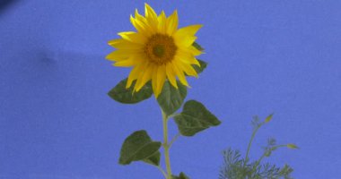 Ayçiçeği dekoratif sarı çiçek alan çim sallanan Rüzgar süs çiçek Ayçiçeği ile yeşil yaprakları sarı yaprakları, gündüz alınır