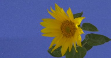 Ayçiçeği Dekoratif Büyük Sarı Çiçek Rüzgar Süs Çiçeği Helianthus Yeşil Yaprakları ile Sallanan Sarı Yaprakları Gündüz Alınır