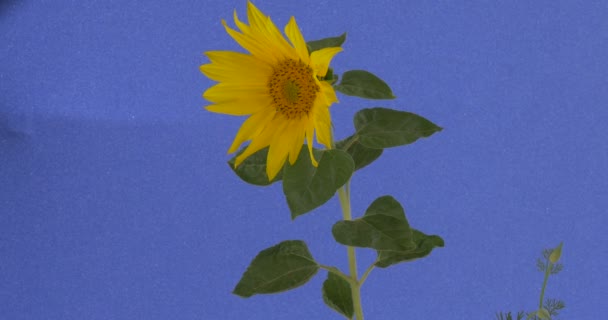 Подсолнух Декоративный большой желтый цветок поля трава качающаяся на ветру декоративный цветок Helianthus с зелеными листьями желтые лепестки принимается в дневное время — стоковое видео