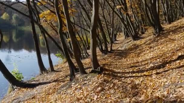 Parc en automne Sentier pédestre Soleil Réflexion dans l'eau Jaune Feuilles tombées Sentier pédestre à travers le parc est près du lac Soleil brille eau brillamment lisse Journée ensoleillée — Video