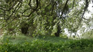 İnsanlar tarafından kiraz ağaçları beyaz çiçek yeşil yaprakları şube Park'ta rüzgarda sallanan veya yeşil orman Park yürüme çimen güneşli bir gün bahar