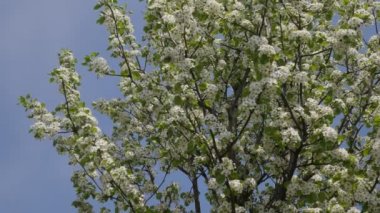 Beyaz çiçekli mavi ekran yeşil yaprakları dalları sallanan güneşli gün ilkbaharda rüzgarda Park veya orman küçük dallı ağaç, kiraz ağacı
