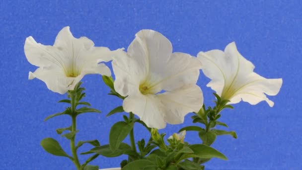 Petunia tre vita blommor kronblad är fladdrande gröna stjälk och blad är fladdrande i vinden anläggningen är Swaying på vind sommaren soliga blåsiga dagen — Stockvideo