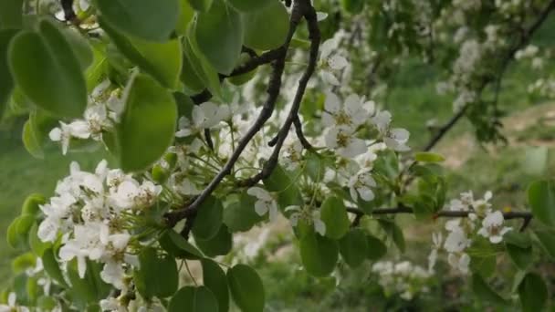 緑の葉が舞う白い花の木桜の枝の枝は公園または森林の晴れた日の春の屋外で風に揺れています。 — ストック動画