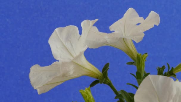 Petunia weiße trichterförmige Blüten Blütenblätter flattern grünen Stiel und Blätter flattern an der Windkraftanlage schwankt im Wind Sommer sonnig — Stockvideo