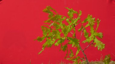Meşe Şube Bitki Genç Ağaç Yeşil Çim İnce Yeşil Genç Şube Arasında Yetişir Rüzgar Güneşli Yaz veya Bahar Günü Outdoors Studio fluttering olduğunu