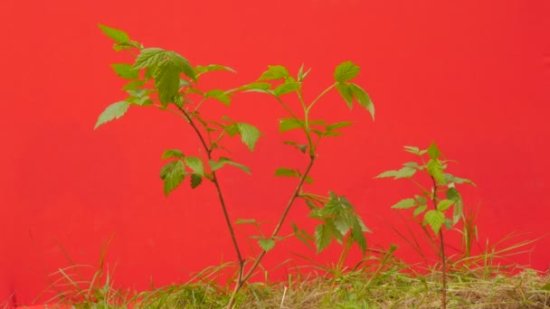 Ветвь завода Молодое дерево выращивает зеленые листья Трава тонкие зеленые молодые ветви качается трепеща на ветру солнечный летний или весенний день на открытом воздухе студии — стоковое видео