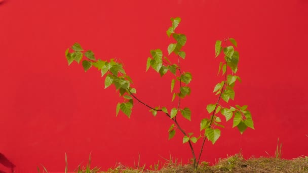 Πράσινα φύλλα σε κλαδί φυτό νεαρό δέντρο μεγαλώνει μεταξύ πράσινο γρασίδι λεπτό πράσινο νεαρό κλαδί είναι φτερουγίζει ταλαντεύεται στο ήλιο ηλιόλουστο καλοκαίρι ή ημέρα της άνοιξης — Αρχείο Βίντεο