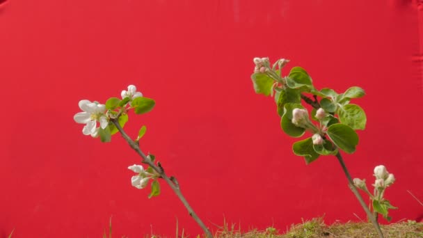 Due rami di mela fiori bianchi pianta giovane albero cresce tra erba verde sottile verde giovane ramo su schermo rosso svolazzante al vento Sunny Spring Day — Video Stock