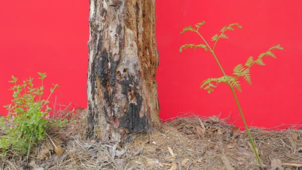 Oude boom verbrand schors onder rotte bladeren Beschulgen boom onder verse groene planten rood scherm groen gras bladen kleine takken op dunne stengels zonnige lente — Stockvideo