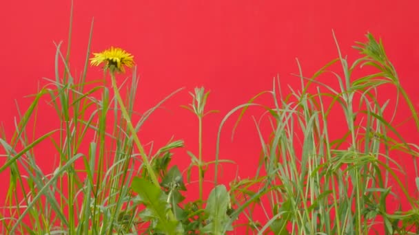 Dandelion Flower Green Grass Blades Plantas Fluttering Green Lawn Field Hierba fresca joven en una pantalla roja se balancea al viento Soleado Verano o Primavera — Vídeos de Stock