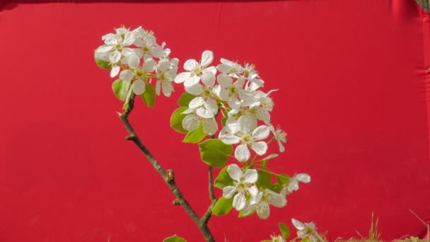 Apple tak bloeiwijze witte bloemen plant jonge boom groeit tussen groen gras dunne groene jonge tak op rood scherm Fluttering op de wind Sunny Spring — Stockvideo