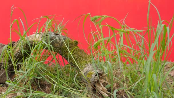 Корінь старого дерева зелена трава Aroung корінь зелених молодих рослин леза розвіваються погойдуючись на вітер сонячного літа або Весняний день на свіжому повітрі студії — стокове відео