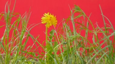 Yellow Dandelion Among Green Grass Are Fluttering Green Lawn Field Young Fresh Grass on a Red Screen is Swaying at the Wind Sunny Summer or Spring Day