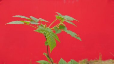 Bir Dal İnce Bitki Genç Ağaç Yeşil Çim Yeşil Genç Şube Grows Rüzgar Güneşli Yaz veya Bahar Günü Outdoors Studio Sallanan Fluttering olduğunu