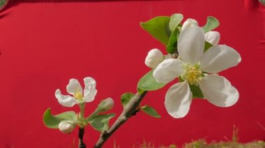 White Flowers of Apple Branch Plant Young Tree Grows Among Green Grass Thin Green Young Branch on Red Screen Fluttering at the Wind Sunny Spring Day