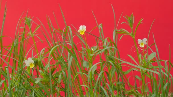 Viooltjes bloemen onder groen gras zijn fladderen groene gazon veld jong vers gras op een rood scherm is wuivende op de wind zonnige zomer of lente dag — Stockvideo