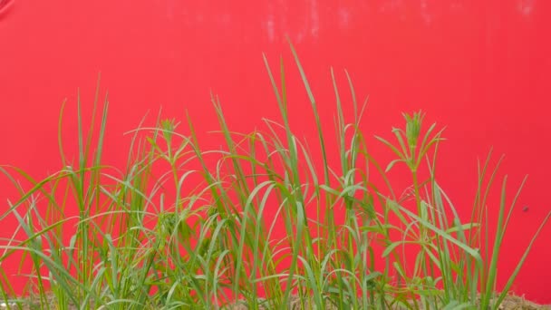 Зелена трава леза є розвіваються зелений газон області молода свіжа трава на червоному екрані гойдається на вітер сонячного літа або Весняний день на відкритому повітрі студії — стокове відео