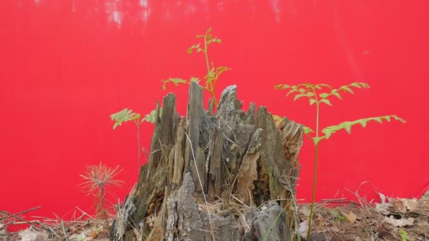 Oude stomp onder rotte bladeren Beschuldende boom onder verse groene planten rood scherm groen gras bladen kleine takken op dunne stengels zonnige lente dag — Stockvideo