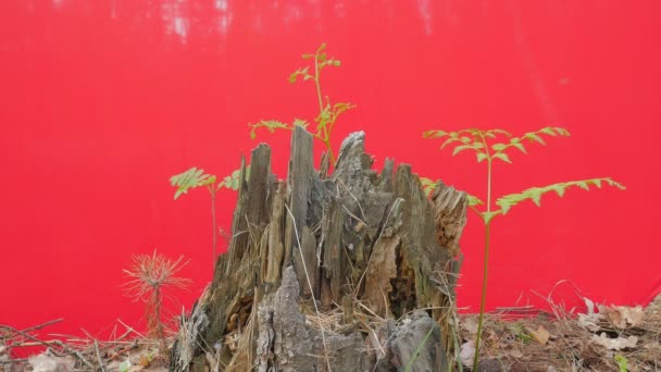 Vieille souche parmi les feuilles pourries Moulant l'arbre parmi les plantes vertes fraîches Écran rouge Lames de gazon vert Petites branches sur les tiges minces Ensoleillé Printemps 