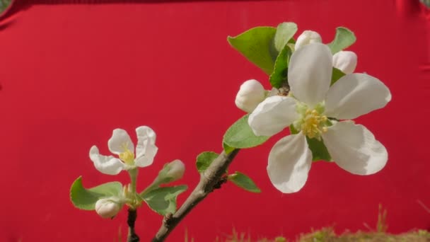 White Flowers of Apple Branch Plant Young Tree Grows Among Green Grass Thin Green Young Branch on Red Screen Fluttering at the Wind Sunny Spring Day — ストック動画