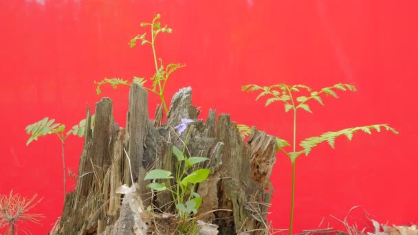 Oude stronk onder rotte bladeren groene gras bladen mouldering boom tussen verse groene planten rood scherm kleine takken op dunne stengels zonnige lentedag — Stockvideo