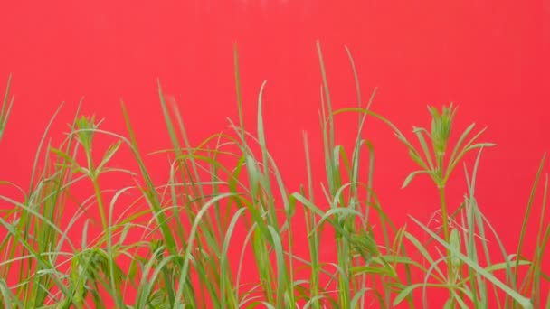 Lames d'herbe verte Les plantes flottent Champ de pelouse vert Jeune herbe fraîche sur un écran rouge se balançant au vent Ensoleillé Été ou Printemps Jour En plein air — Video