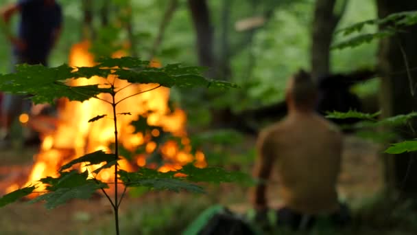 Lidé sedící sledování oheň Burn Ivana Kupala Pagan Festival juvenilní Maple stonek rituál Bonfire podpal autentické obřadu v lese zelené stromy — Stock video