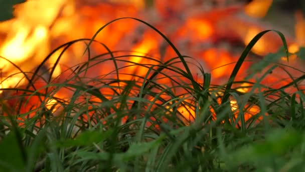 Weiße Kohlen in Lagerfeuer brennen unter grünem Gras Menschen, die sich auf Ritus des Gehens auf Kohlen heidnisches Fest der ivan kupala Ritual des Entzündens von Lagerfeuer — Stockvideo