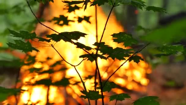 Szypułka młodzieńcze klon o ogień palić Ivan Kupała Pagan Festiwal rytuał ognisko bloki systemu rozpalenia autentyczne Uroczyste obchody w zielony las drzew zmierzchu — Wideo stockowe