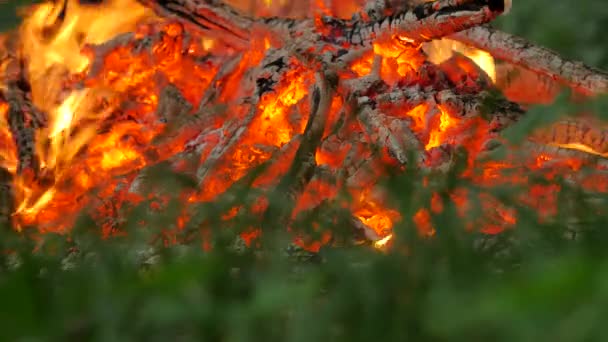 누군가 막대기 모닥불 사람들이 모닥불 점화의 Ivan Kupala의 석탄이 교도 축제에 걷기의 준비와 화재에 석탄을 제거 — 비디오