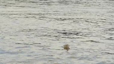 Beyaz kağıt gemisi yüzer su uzaktan çocukça eğlence oyun rüya yüzey yalnızlık yalnızlık umut için hayatta kalma kağıt gemide bir nehir tarafından