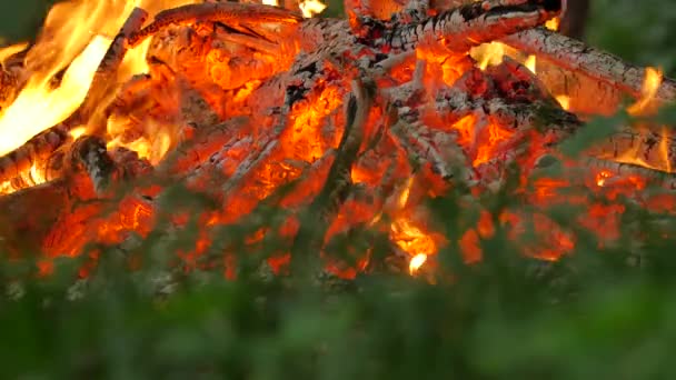 Witte kolen in Bonfire branden onder groen gras mensen voorbereiden Rite van lopen op kolen heidense Festival van Ivan Kupala ritueel van Bonfire aanmaakhout — Stockvideo