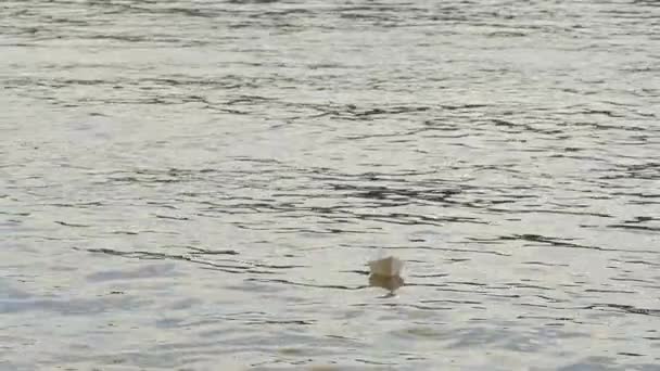 Barco de papel blanco está flotando por el agua Juego de diversión distante infantil Sueño Soledad de superficie Soledad Esperanza de supervivencia Barco de papel en un río — Vídeo de stock