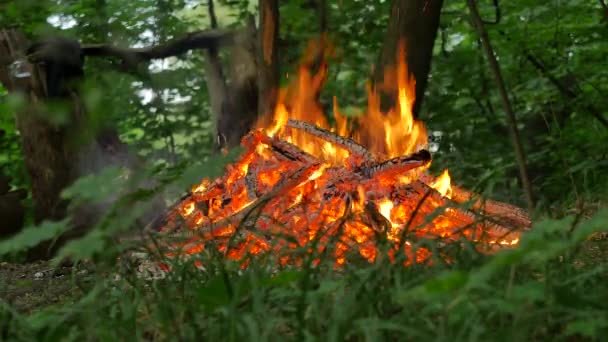 화재와 불타는 녹색 잔디 라이트 이반 Kupala 여름 황혼의 불길이 교도 축제에 걷기의 준비 가운데 흰색 석탄 모닥불 주위 사람들이 산책 — 비디오