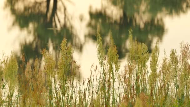 Рябь на воде Высокая сухая трава Apera Болотные деревья отражение леса Отражение озера Деревья Отражение поля гладкая вода в пруду вечерний закат желтый свет — стоковое видео