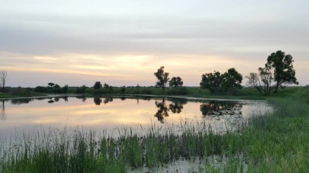 Verão Noite Paisagem Pântano Floresta Árvores Silhuetas Lago Sunset Reflexão na água Rosa Céu Verde Grama Campo Suave Água em uma Lagoa Noite Crepúsculo — Vídeo de Stock