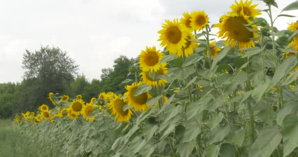 Largos tallos de girasol, hilera de girasoles, pedazo de cielo gris, campo de girasoles, girasol está floreciendo — Vídeo de stock