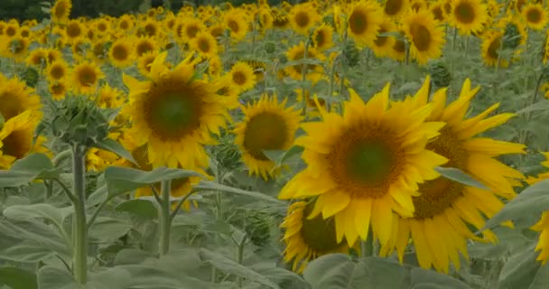 Solros kronblad och blad är fladdrande, fält av solrosor, solrosor är Blooming — Stockvideo