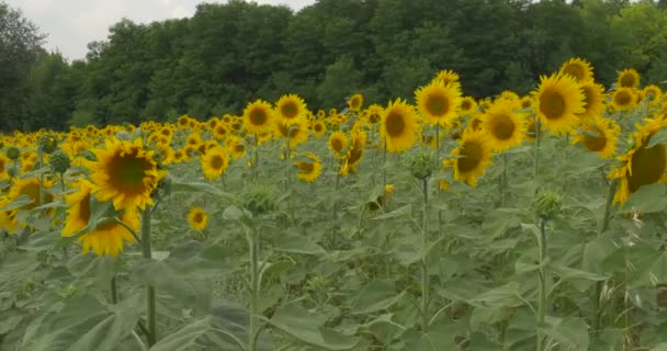 Grüner Wald, Stück grauer Himmel, Sonnenblumenfeld, Sonnenblume blüht, wiegt sich im Wind — Stockvideo