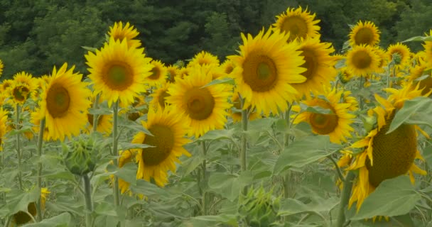 Grön skog, fält av solrosor, solros blomstrar, vajande i vinden — Stockvideo