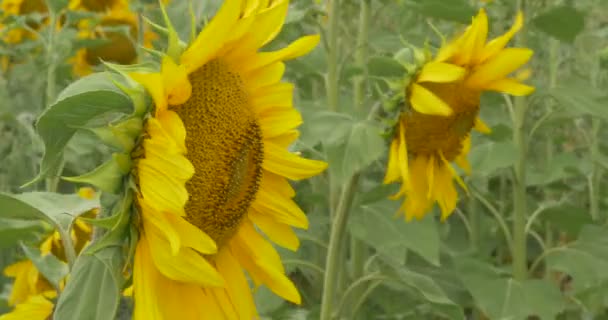 Widok z lewej strony, słonecznik kwitnie, Sunflowers zbliżenie, zielone liście, łodygi — Wideo stockowe