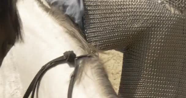 Dva bojovníci v řetězové zbroji a princ Vladimir veliký jsou na koních, na Dálném koni, Kievan Russ, 11. století, rekonstrukce — Stock video