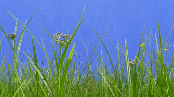 Veld gele bloemen, witte bloemen, kleine bloemen, messen close-up, groen gras, takken, stengels, bladeren — Stockvideo