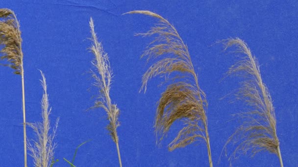 Apera, Silkybent Grass, Windgrass, Stalks of Yellow Dry Grass — Stock Video