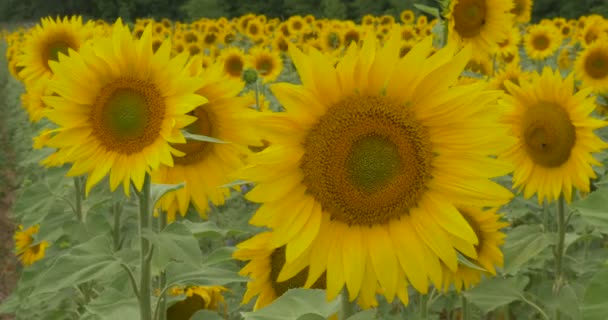 Champ de tournesols, Tournesols en fleurs, Tournesols Gros plans, Feuilles, Tiges 