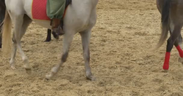 Las piernas de tres caballos, los caballos están caminando por la arena, el príncipe Vladimir el Grande y dos guerreros, Kievan Russ, 11 siglo, Reconstrucción — Vídeo de stock