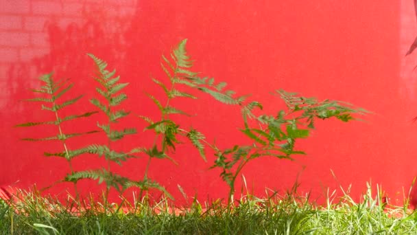 Bushes of Fern, Swaying Branches, on The Red Background, Chromakey, Chroma Key, Alfa — Stock Video