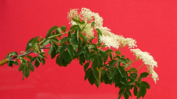 Branch of Elder, Elder 's Inflorescence, White Inflorescence, Flowers on the Red Background, Chromakey, Chroma Key, Alfa — стоковое видео