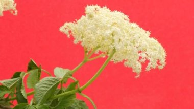 Blossom of Elder, Beyaz Çiçeklenme, İki Çiçeklenme, Kırmızı Arka Plan, Kromakey, Chroma Key, Alfa